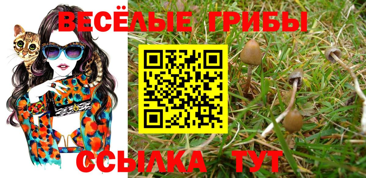 Псилоцибиновые грибы Cubensis Алейск
