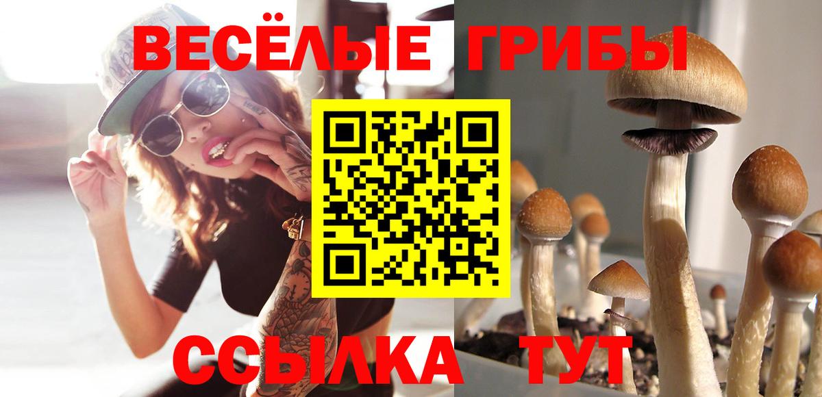 Алейск  Галлюциногенные грибы прущие грибы  Вход с VPN  Галлюциногенные грибы Psilocybe 